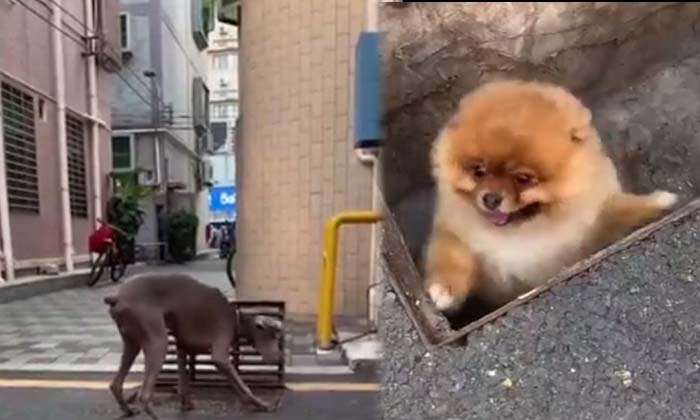  See What The Big Dog Did To Save The Little Dog Wow , Dog Talent , Viral Video-TeluguStop.com