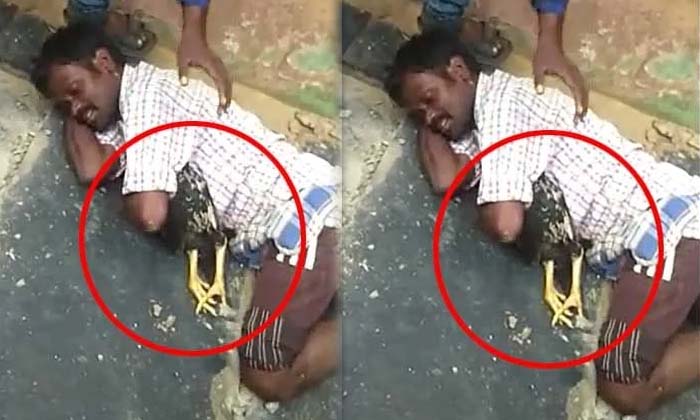  The Person Who Cried And Cried That The Hen Was Dead , Hen , Viral News , Person-TeluguStop.com