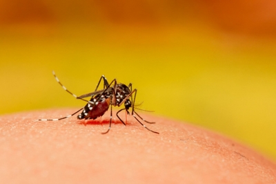  Deadly Mosquito-borne Virus Warning In Southern Parts Of Australia-TeluguStop.com