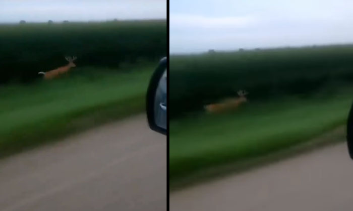  A Deer Competing With A Car Speed This Is A Runaway Man Deer Running, Viral Ne-TeluguStop.com