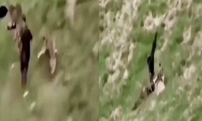  Shock To See How The Eagle Hunted The Fox Video Viral, Viral Video, Eagle Hunt,-TeluguStop.com