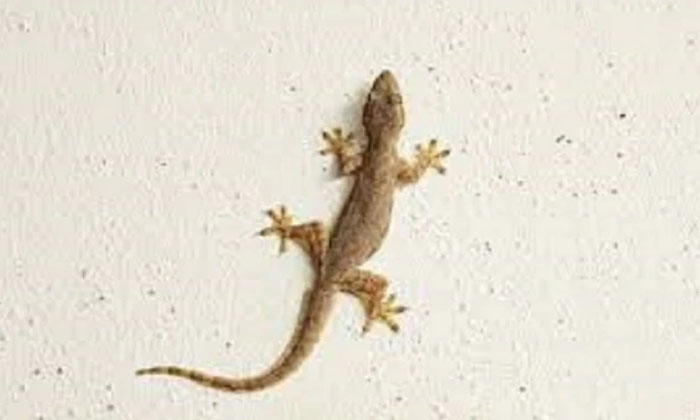  Did The Lizard Look Like This In The House But It Was A Sign Of Good Things Liza-TeluguStop.com