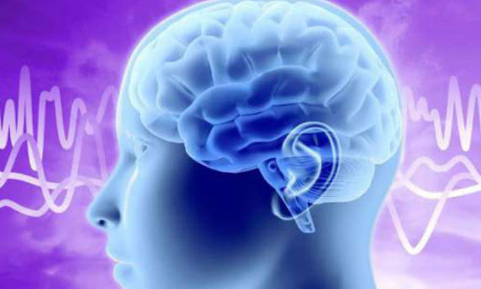  Interesting Facts About Human Brain, Human Brain, Nervous System, Meninges, Oxy-TeluguStop.com