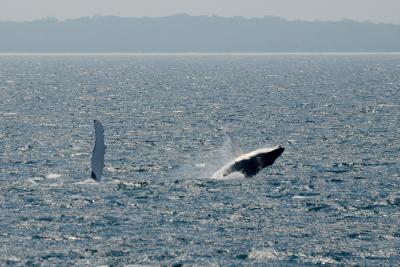  Humpback Whales Removed From Australian Threatened Species List-TeluguStop.com