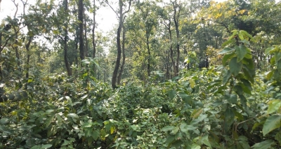  India 10th Largest Country By Forest Area: Economic Survey #india #area-TeluguStop.com