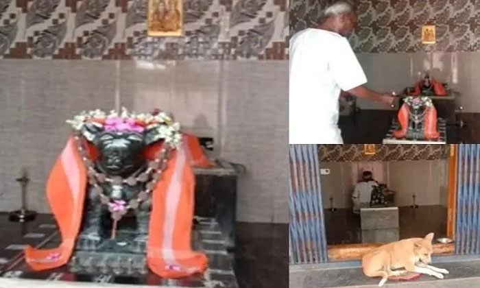  Man Built A Temple For Dog At Krnataka, Temple For Dog, Karnataka, Chndrashaka-TeluguStop.com
