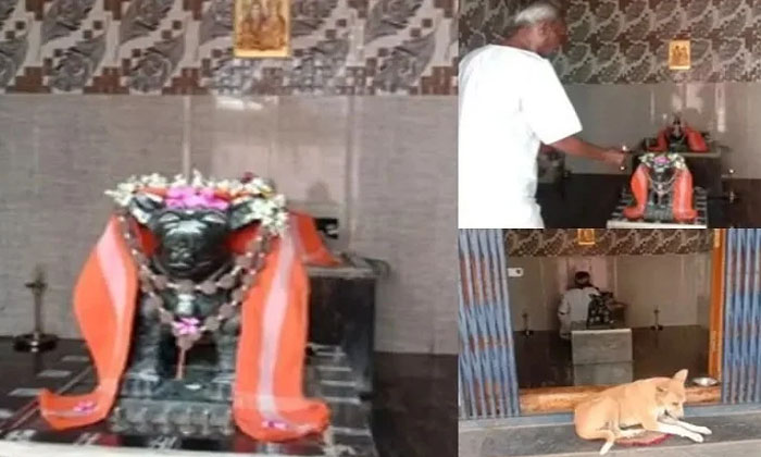  Man Built A Temple For Dog At Krnataka,  Temple For Dog,  Karnataka, Chndrashaka-TeluguStop.com