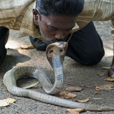  Kerala’s Famous Snake Catcher Vava Suresh Discharged From Hospital #kerala-TeluguStop.com