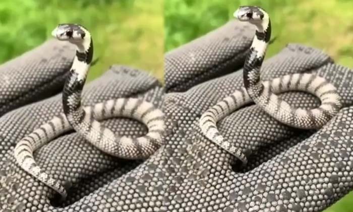  Have You Ever Seen Such A Small Snake In The World , Small Snake , Viral Video ,-TeluguStop.com