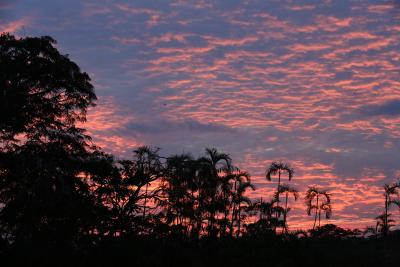 Oil Spill In Ecuador Pollutes Protected Area #spill #ecuador Oil Spill In Ecuador Pollutes Protected Area #spill #ecuador-TeluguStop.com