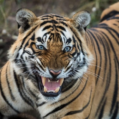  Ranthambore National Park Facing Tiger Population Explosion-TeluguStop.com