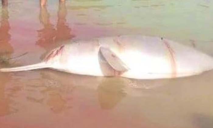  Murder Case On Fish In Ap If You Know Why , Killing Fish , Viral News , Police-TeluguStop.com