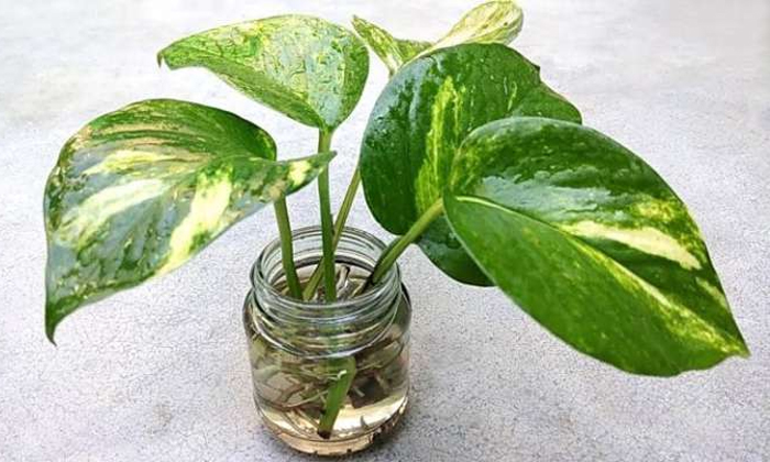  Rules To Follow While Planting A Money Plant Details,  Money Plant, Houses, Plan-TeluguStop.com