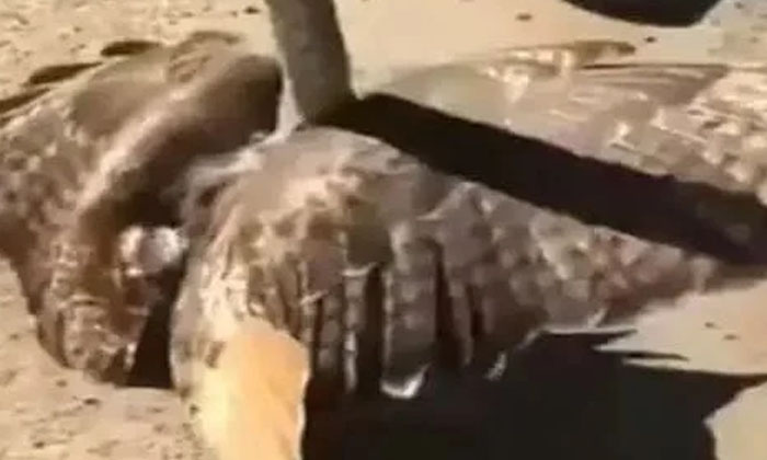  The Snake That Wrapped The Eagle At The End Viral Latest, Viral News, Social Med-TeluguStop.com