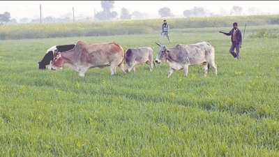  Stray Cattle An Election Issue But Farmers Facing Menace Of Wild Boars, Neelgais-TeluguStop.com