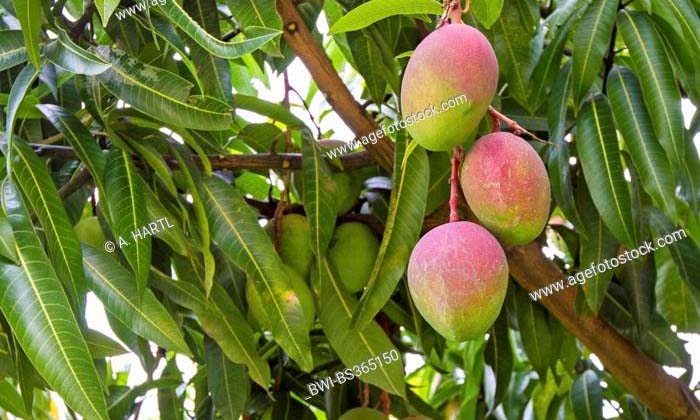  Unknown Benefits Of Mango Leaves , Mango Leaves , Summer , Health Isseus , Decoc-TeluguStop.com