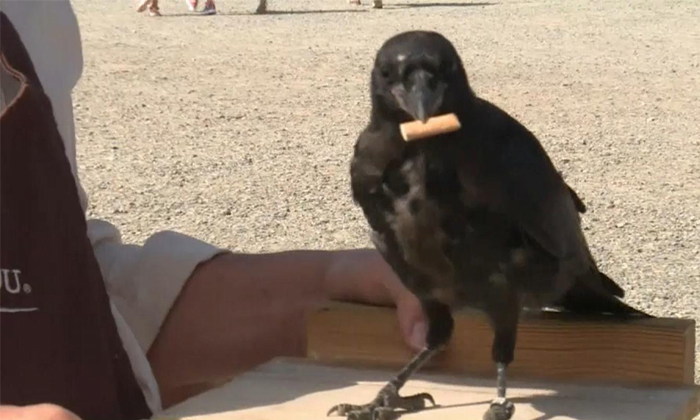  Sweden Startup Trains Crows To Pick Cigarette Butts To Reduce Pollution Details,-TeluguStop.com