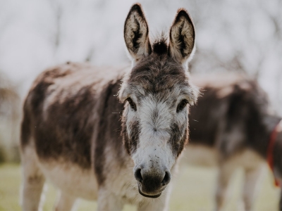  Telangana Congress Leader Arrested For Stealing Donkey-TeluguStop.com