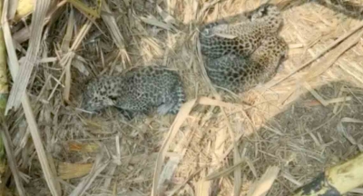  Two Leopard Cubs Killed In Accidents In Andhra Forest-TeluguStop.com