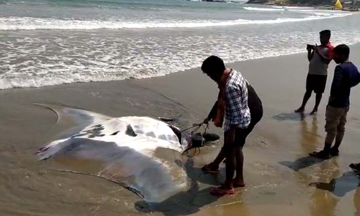  A Huge Teak Fish Weighing 1500 Kg Fell Into A Trap For Fishermen , Huge Teak F-TeluguStop.com