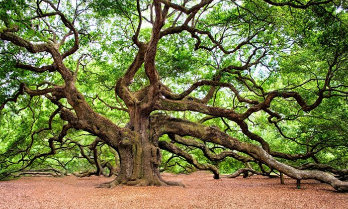  Interesting Facts About Oak Tree, America, England, France, Oak Tree, Ballet Or-TeluguStop.com