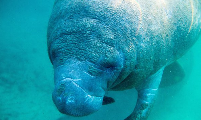  Sea Cow Recorded On Camera Video Shaking The Internet , Animal Planet, Amazon Ba-TeluguStop.com