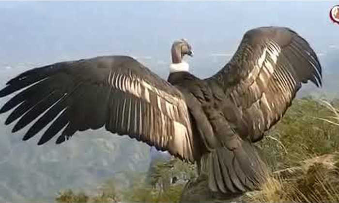 Bird Released From Cage Zoo After So Many Years And Forget How To Fly, Bird, Zoo Bird Released From Cage Zoo After So Many Years And Forget How To Fly, Bird, Zoo-TeluguStop.com
