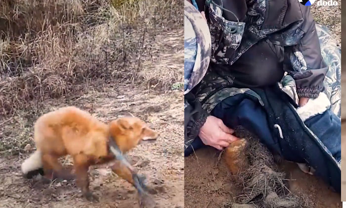  The Fox Trapped In The Cloth Came Like A God And Was Rescued Dog, Viral Latest,-TeluguStop.com