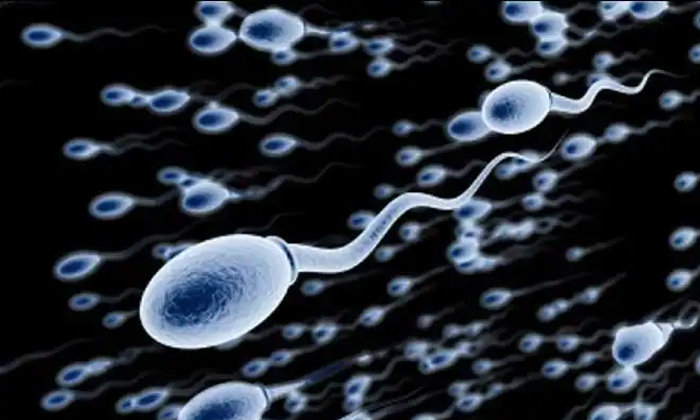  Make Sperm Stronger By Sleeping Between 8pm To 10pm Details, Sperm, Sperm Count,-TeluguStop.com