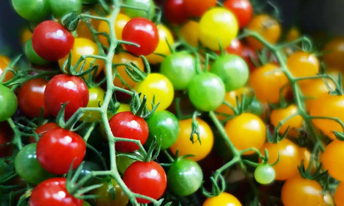 New Color Tomatoes Into The Market Very Soon Markets, Tamotos, Latest News, Vira-TeluguStop.com