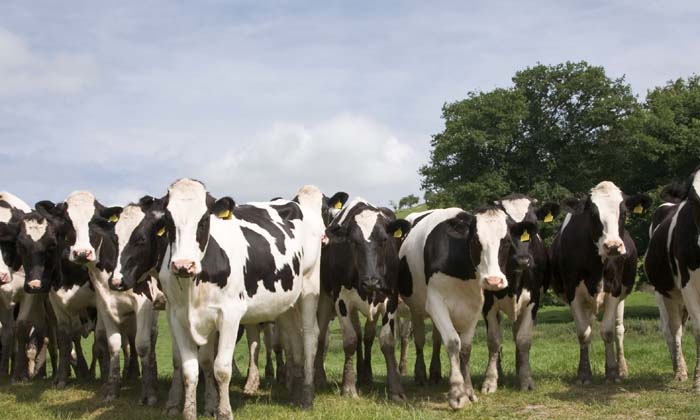 Telugu Animal, Astrology, Bad Omen, Bird, Crow, Herd Cows, Mongoose, Snake-Lates