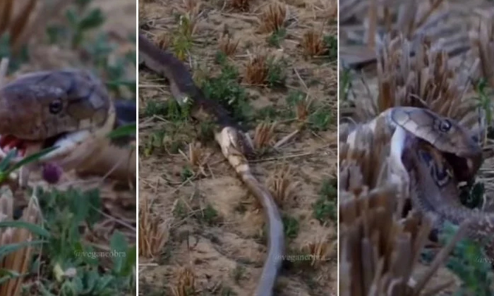  King Cobra Swallows Live Snake Video Goes Viral, Snake, Cobra, Viral Latest, Vi-TeluguStop.com