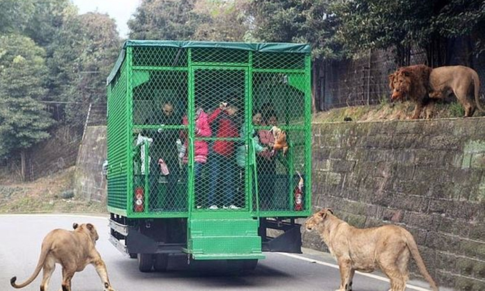 Telugu Animals, Chan Liyang, China Zoo, Zoo, Leheledu, Lehe Ledu Zoo, Strange Zo