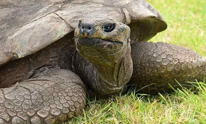  This Is The Longest Living Creature In The World,  Living  , World , Turtle , He-TeluguStop.com