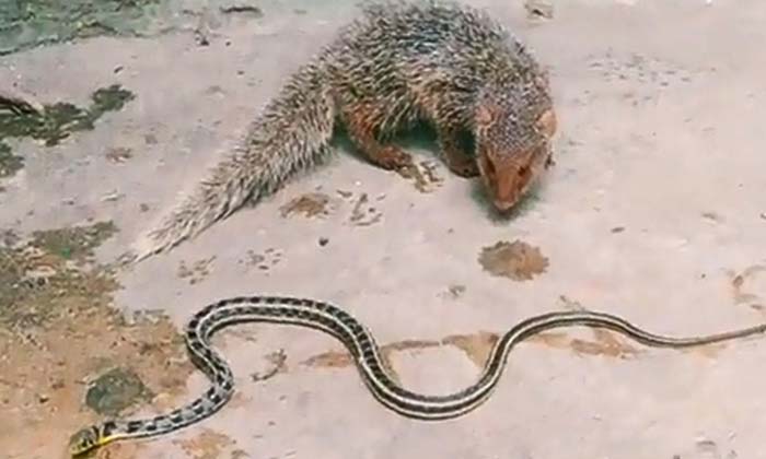 Telugu Animal, Astrology, Bad Omen, Bird, Crow, Herd Cows, Mongoose, Snake-Lates