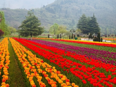  Asia's Largest Tulip Garden Opens For Visitors In J&k's Srinagar-TeluguStop.com