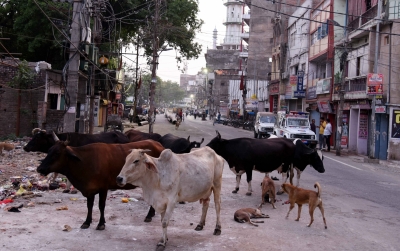  Battle For Up: Free Rations Versus Stray Cattle-TeluguStop.com