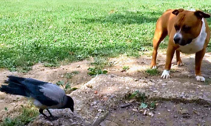  Not A Cat But Cutting The Path Of These Animals Is Considered A Big Bad Omen , B-TeluguStop.com