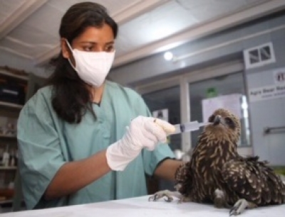 Black Kite Caught In Deadly Chinese Manja Rescued Black Kite Caught In Deadly Chinese Manja Rescued-TeluguStop.com