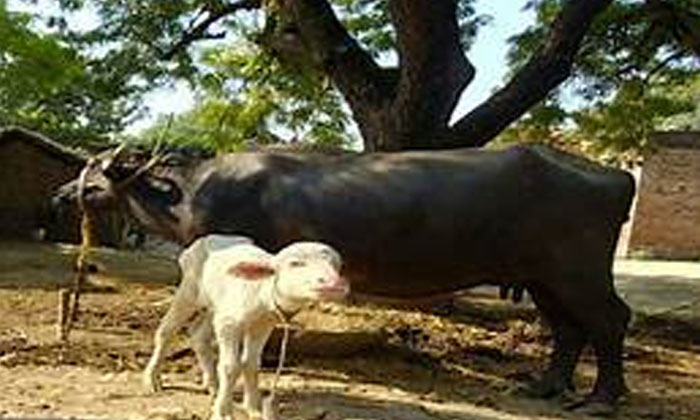  Buffalo Gave Birth To A White Calf Crowd Of People Watching , Buffalo Gave , Whi-TeluguStop.com