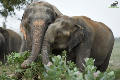  Coimbatore Forest Range Warns People Of Elephant Intrusion-TeluguStop.com