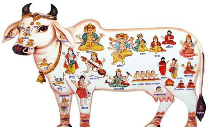  Which Type Of Food Must Be Fed To Cows Kamadhenu, Cows Kamadhenu, Food, Potato,-TeluguStop.com