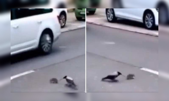  Crow Saved Life Of A Rat Crossing The Road Details, Viral Latest, Viral News, So-TeluguStop.com