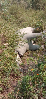  Elephant Carcass Found In Amangarh Reserve-TeluguStop.com