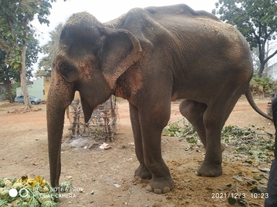  Elephant Tramples Woman To Death In Dudhwa Reserve-TeluguStop.com