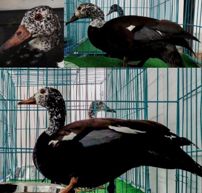  Endangered White Winged Wood Ducks Brought To Assam From Czech Republic-TeluguStop.com