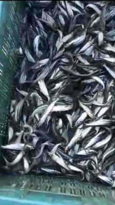  Fish Import In Himachal Partially Banned-TeluguStop.com