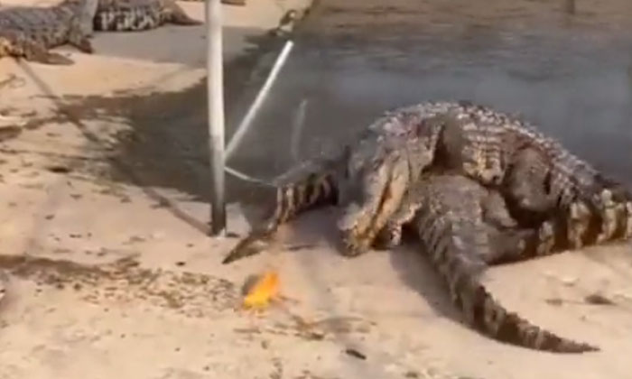  Crocodile Trying To Eat A Fish And Two Other Crocodiles Spoils Its Plan Video Vi-TeluguStop.com