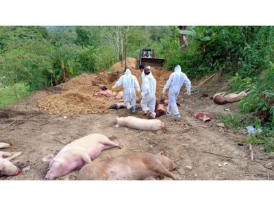  Fresh Outbreak Of African Swine Fever Reported In Mizoram-TeluguStop.com