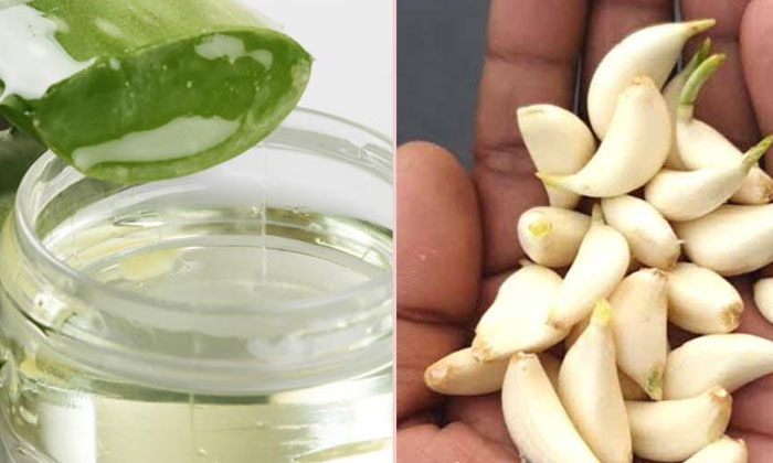  How To Make Face Cream With Garlic! Garlic, Benefits Of Garlic, Garlic Face Crea-TeluguStop.com